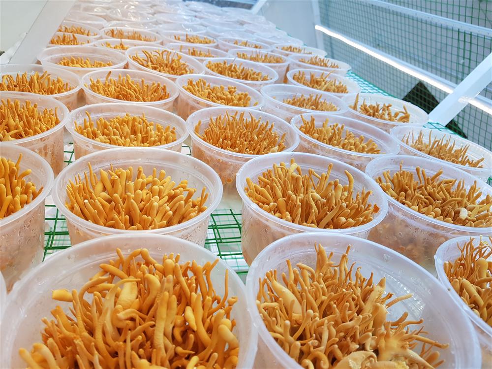kệ nuôi nấm đông trùng hạ thảo