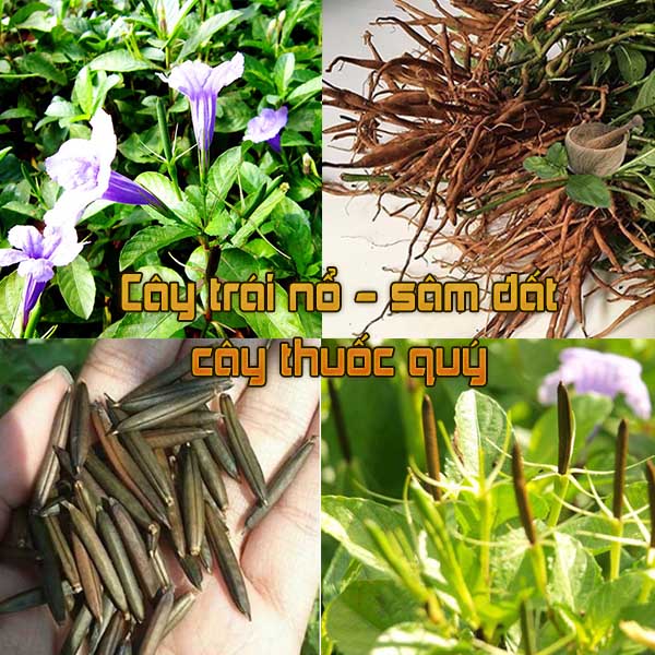 cây nổ, sâm đât là cây thuốc quý trị thận hư