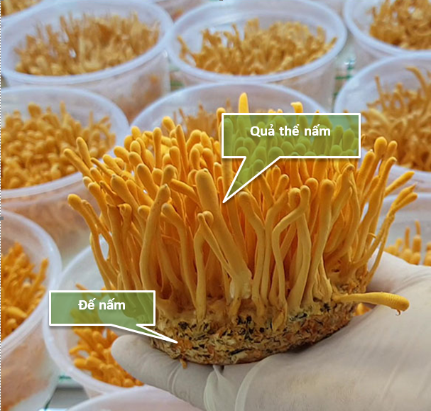 Nấm đông trùng hạ thảo