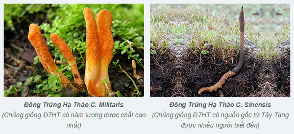 đông trùng hạ thảo tự nhiên