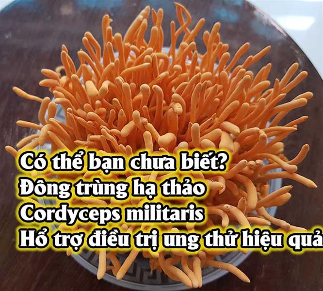 Đông trùng hạ thảo
